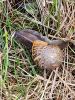 PICTURES/Castle Sinclair Girnigoe/t_Snails (12).jpg